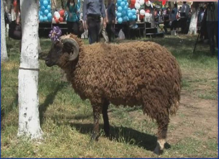За победу - живой барашек