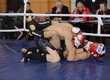 Bobruisk opened new names in MMA